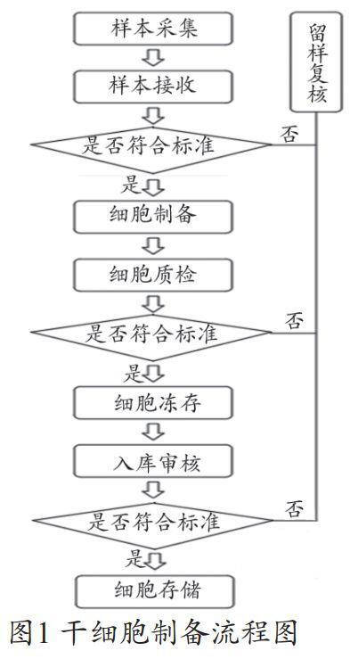 幹細胞美女黄色网址的功能設計幹細胞的工作流程